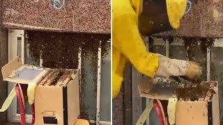 Sciame di api davanti al liceo Volta di Torino: interviene un apicoltore