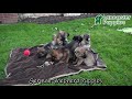 German Shepherd dogs for sale: Kayla - Video 1