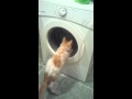 Cat And Washing Machine