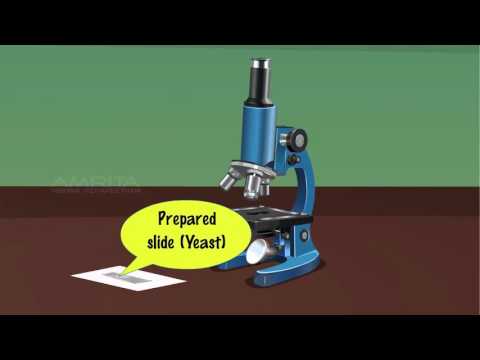 Asexual reproduction in Amoeba and Yeast - MeitY OLabs