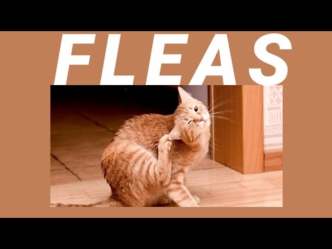 Treating Fleas and Ticks on Cats (SIMPLE TRICKS) tagalog
