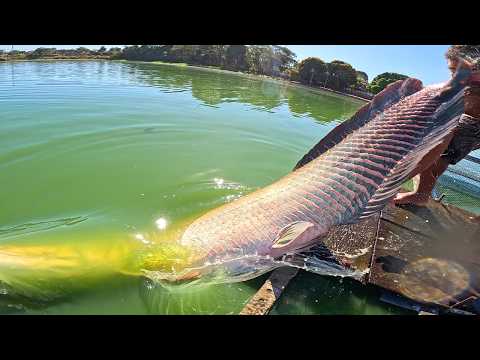 O MAIOR PEIXE DA MINHA VIDA, +150KG! Fisgamos um gigante no lago pouco explorado