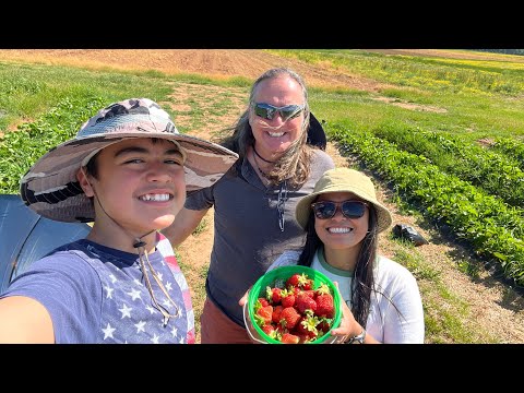Strawberry picking at Messick's Farm Manassas VA!