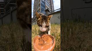 Cat feeding ASMR #asmr #cat #rc