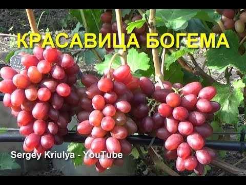 Виноград Богема селекции В. Загорулько