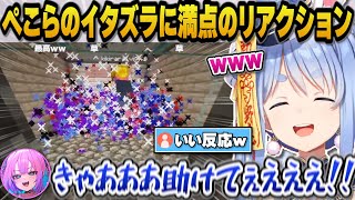 【Minecraft】ぺこらのイタズラに満点のリアクションを魅せる綺々羅々ヴィヴィｗ【ホロライブ切り抜き/兎田ぺこら/綺々羅々ヴィヴィ】