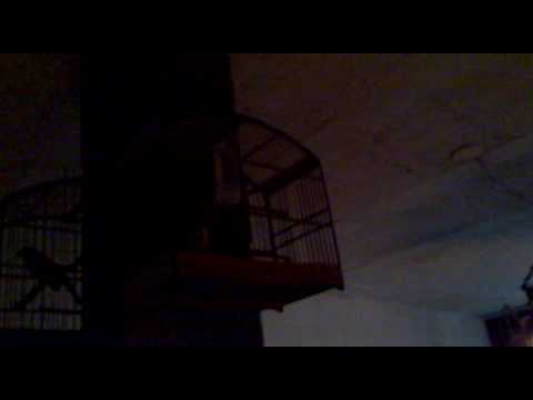 canto  rouxinol do japao (meu)parte 1