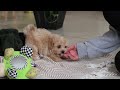 Maltipoo dogs for sale: Nevin - Video 1