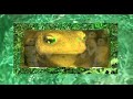 OOIOO- Moss Trumpeter (unofficial visual)