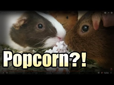 YouTube video about: Can guinea pigs eat popcorn?