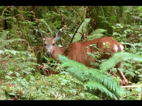 Jak malowac. Lekcja 19. Malujemy sarne metoda kratkowania