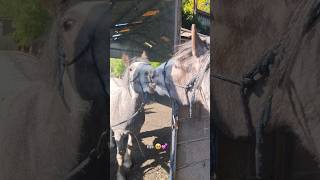 I think I have a thing for grey ponies 🦄😆 #horse #love #naturalhorsemanship