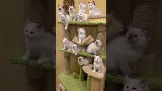 Download lagu Super Funny Animal Moments 🤣 | Hilarious And CUTE Pet Videos mp3