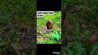 Download lagu suara pikat ayam hutan betina mp3