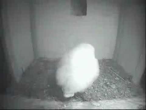 Youngest Barn Owl jumps in entrance hole