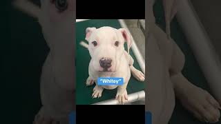 Video preview image #1 American Pit Bull Terrier Puppy For Sale in Pleasanton, TX, USA