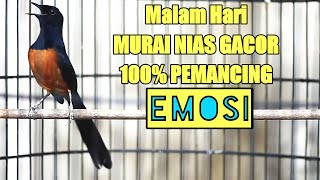 Download lagu MURAI BATU NIAS GACOR NRETEK NEMBAK AKTIF 100%JITU BIKIN MURAI LOYO JADI EMOSI LANGSUNG NGAMUK mp3