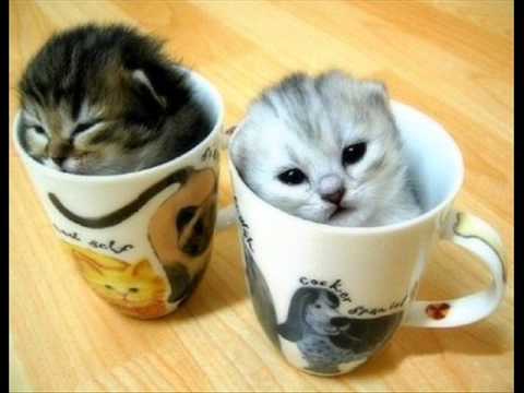 Cigdem   Seni Seviyorum