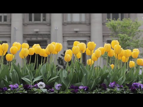 flower gurden | flower siting in mobile #shorts #flower beautiful flowers