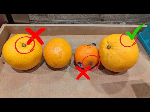 How to buy a sweet juicy orange | 5 secret tips to pick and choose a perfect orange | Bonus tips!