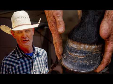 Shoeing a Horse Start to Finish — Blane Chapman