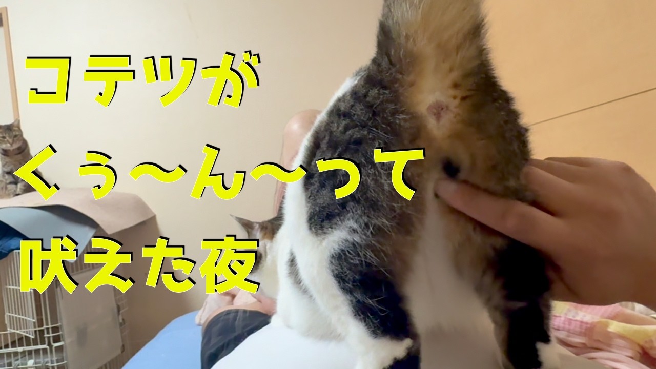 コテツをツンツンしてたら【くぅ〜ん〜】って吠えた夜。