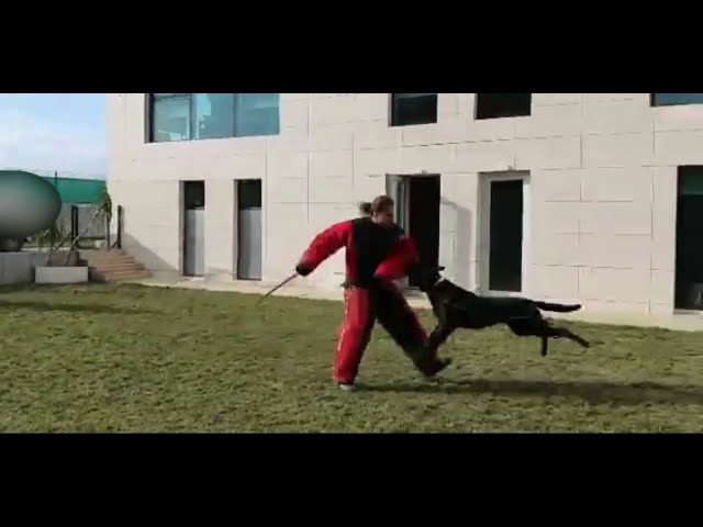 Koruma Köpeği Nedir? 🐕‍🦺 En Güçlü K9 Köpekleri ve Eğitimleri!