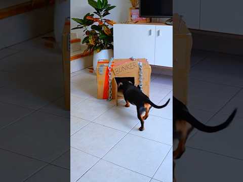 El Búnker de mis Perritos 😱🐶⚠️☢️ #perrosalchicha