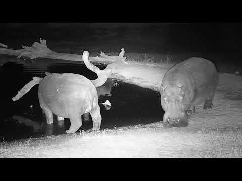 Djuma: Two Hippos come to pan for the night - 19:50 - 08/03/19