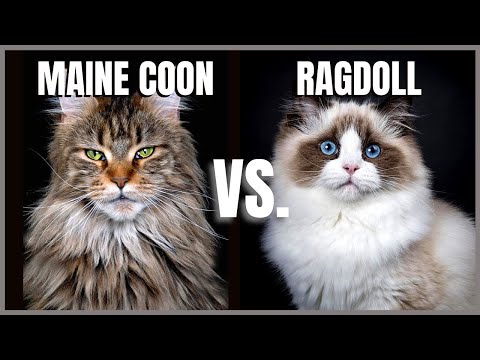 Maine Coon Cat VS. Ragdoll Cat