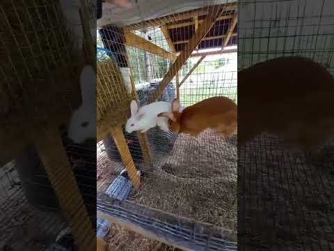 🐇RABBIT BREEDING SEASON HAS BEGUN 🐇 It is time! 😂 #rabbitry #rabbit #meatrabbits