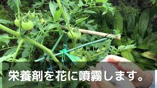 庭に作った畑のお手入れ（３）　#家庭菜園　#庭　#畑