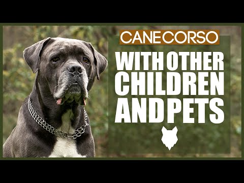 YouTube video about: Are cane corsos good with other dogs?