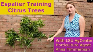 Espalier Training Citrus Trees