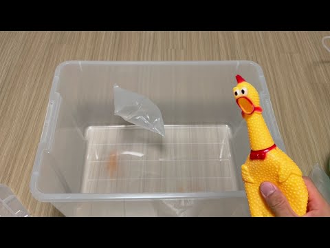 Sulfur hexafluoride (SF6 gas) experiment