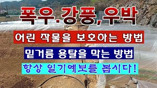[텃밭농부 1,841]  강한 비, 바람과 우박으로 부터 토양의 용탈을 막고 어린 작물을 보호하는 방법.