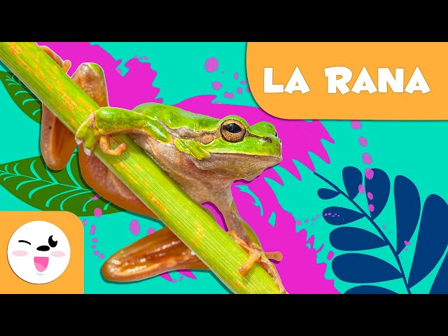 Vídeo relacionado con Juguetes educativos, estatuilla de sapo Figuras de animales de sapo y rana simuladas realistas para niños Modelo de animal educativo para cumpleaños, regalos de fiesta y proyectos científicos
