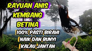 Download lagu Suara Anis kembang betina genit,,cocok buat naikan birahi #youtube #jangkauanluas #aniskembang mp3