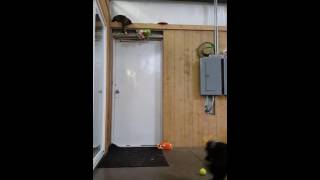 Download lagu Crazy PDS Cat Helps With Retrieving Lesson 'Teamwork' At It's Finest On Display LOL Funny Dog/Cats mp3