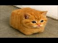 Goofy Cats