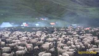 preview picture of video 'Himalayan sheep farm || shepherd life ||'