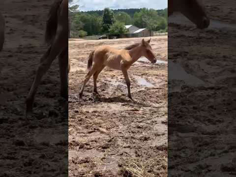 Three Legs, Endless Spirit 💕 #horses #horse #rescue #farm