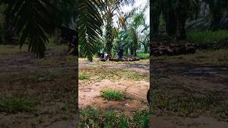 Download lagu CUTTING THE STUB, IT'S A SIGN THAT THE BOSS IS THE GUYS #shortvideo mp3 Download lagu CUTTING THE STUB, IT'S A SIGN THAT THE BOSS IS THE GUYS #shortvideo mp3