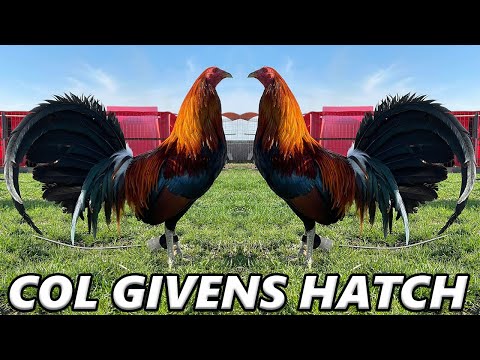 Col Givens Hatch Kelso Roundhead Ruble Hatch Albany RED NEWARK FARM - Beautiful Birds Farm Visit