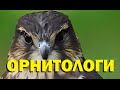 Галилео. Орнитологи 