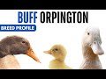 Buff Orpington Duck Breed Profile History Health Issues Buff Orpington Duck Egg Ratio Lifespan