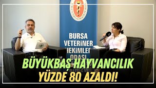 Büyükbaş Hayvancılık Yüzde 80 Azaldı!