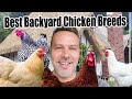 The Best Backyard Chicken Breed for YOU!