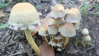 preview picture of video 'Cultivo de Cogumelos, Mushrooms, Shiitake, Champignom. Dr.ª Ana Maria Moreira «Casa do Chascado»'