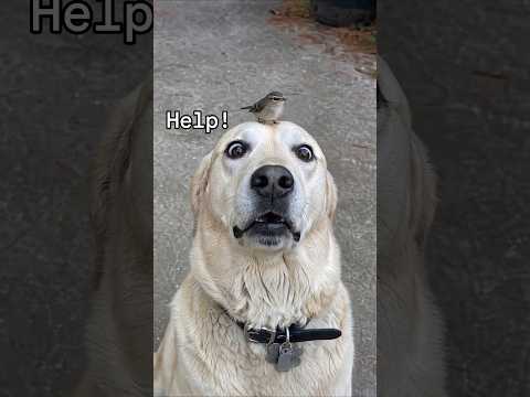 My dog is like 